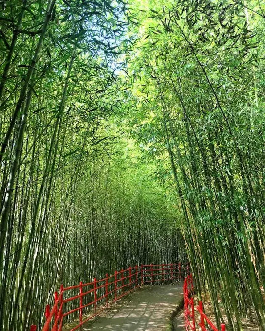 Bamboo Sanctuary